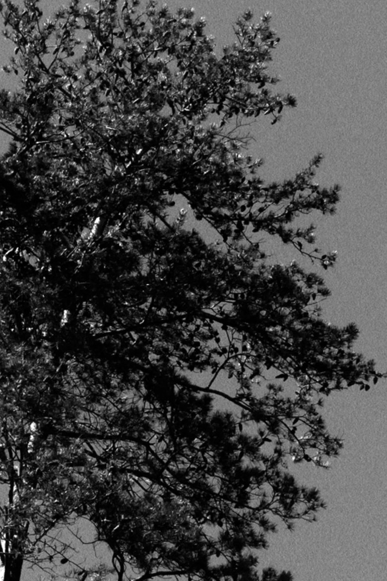 Poster of The Sound of Trees