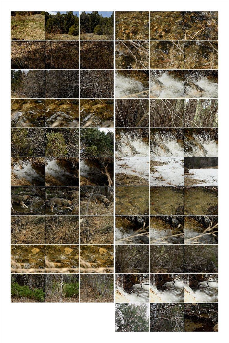 Poster of Interactions 3: Forest and Stream