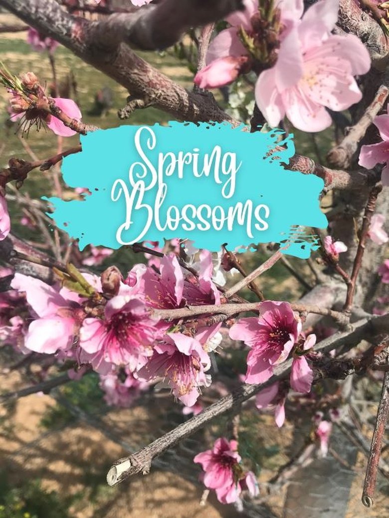 Poster of Spring Blossoms
