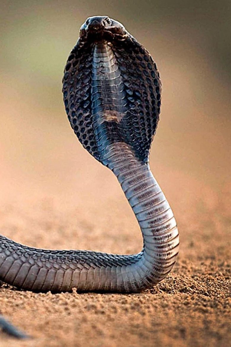 Poster of One Million Snake Bites