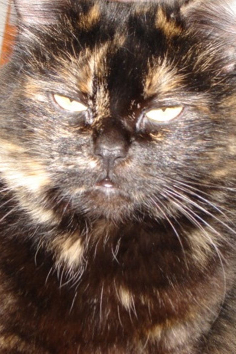 Portrait of Gojira Cat