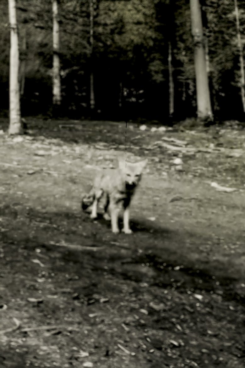 Poster of Last shot of the Argentine Grey Fox