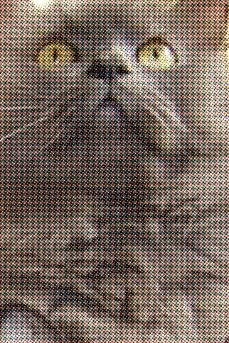 Portrait of Monstro Cat