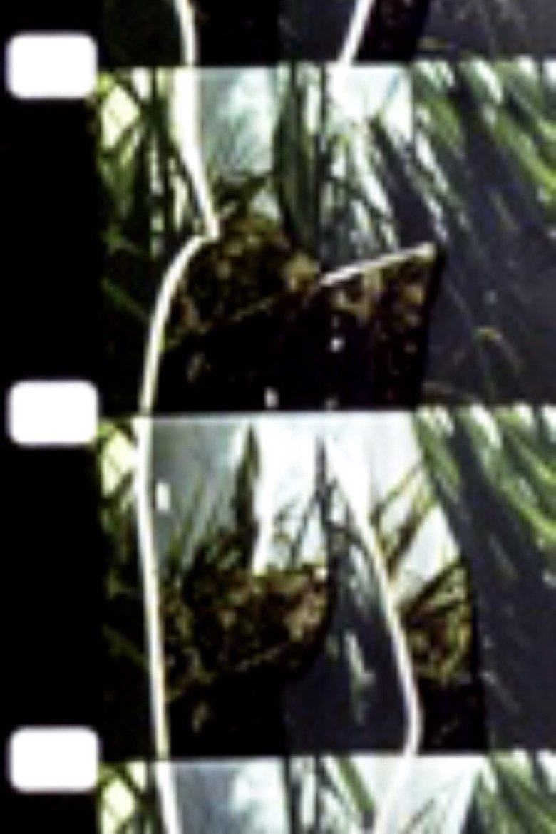 Poster of Persimmon