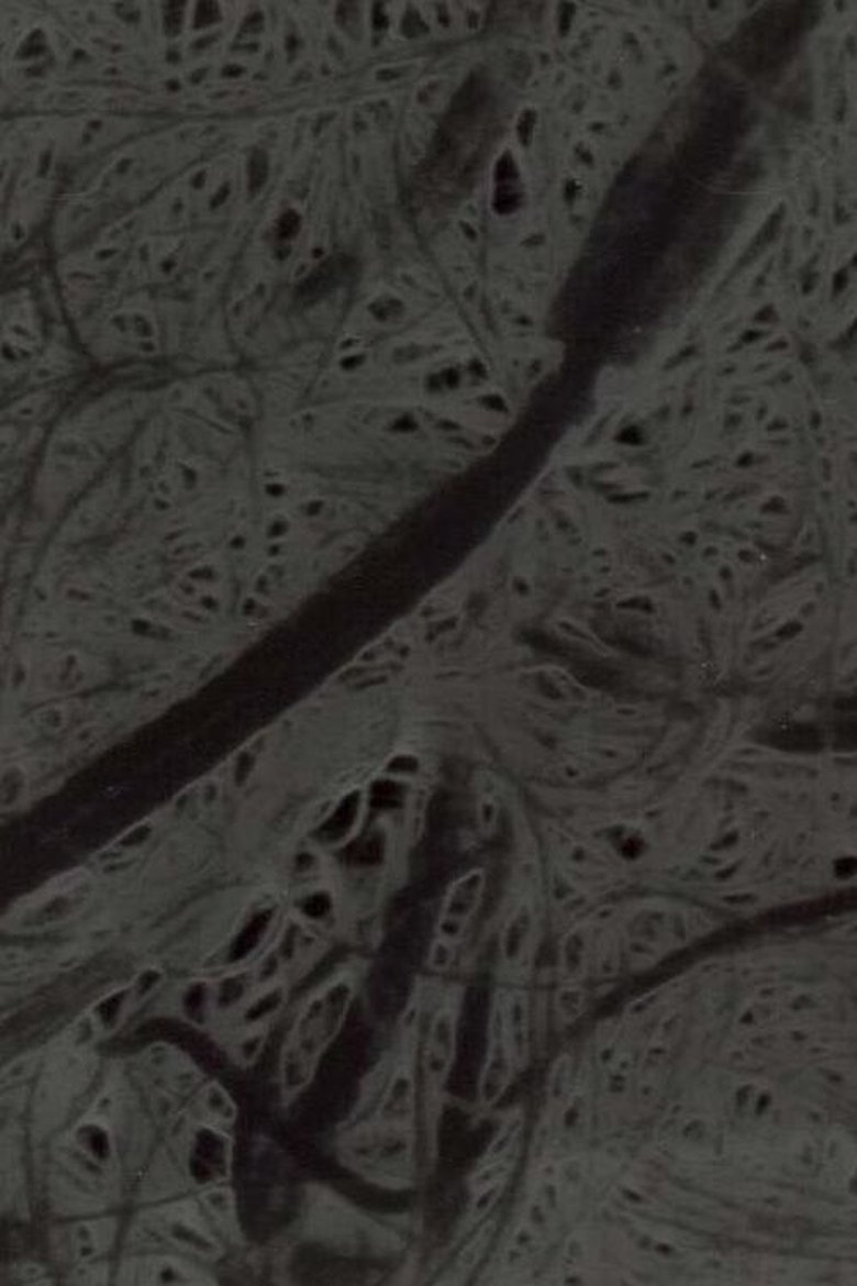 Poster of Ecosystem 6 ~ A Sort of Mycelium